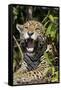 Jaguar Lying Down Yawning-null-Framed Stretched Canvas