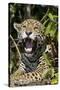 Jaguar Lying Down Yawning-null-Stretched Canvas