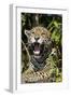 Jaguar Lying Down Yawning-null-Framed Photographic Print