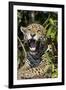 Jaguar Lying Down Yawning-null-Framed Photographic Print