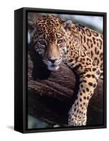 Jaguar Lying on a Tree Limb, Belize-Lynn M^ Stone-Framed Stretched Canvas