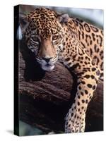 Jaguar Lying on a Tree Limb, Belize-Lynn M^ Stone-Stretched Canvas