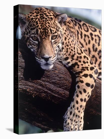 Jaguar Lying on a Tree Limb, Belize-Lynn M^ Stone-Stretched Canvas