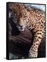 Jaguar Lying on a Tree Limb, Belize-Lynn M^ Stone-Framed Stretched Canvas