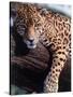 Jaguar Lying on a Tree Limb, Belize-Lynn M^ Stone-Stretched Canvas