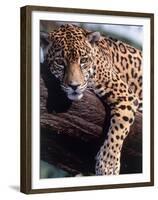 Jaguar Lying on a Tree Limb, Belize-Lynn M^ Stone-Framed Premium Photographic Print