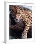 Jaguar Lying on a Tree Limb, Belize-Lynn M^ Stone-Framed Premium Photographic Print