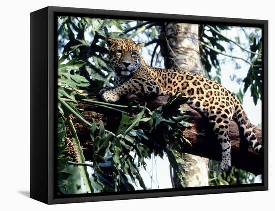 Jaguar Lying on a Tree Limb, Belize-Lynn M^ Stone-Framed Stretched Canvas