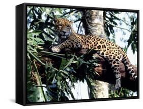 Jaguar Lying on a Tree Limb, Belize-Lynn M^ Stone-Framed Stretched Canvas