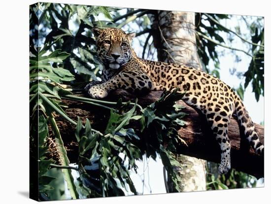 Jaguar Lying on a Tree Limb, Belize-Lynn M^ Stone-Stretched Canvas