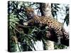 Jaguar Lying on a Tree Limb, Belize-Lynn M^ Stone-Stretched Canvas