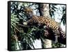 Jaguar Lying on a Tree Limb, Belize-Lynn M^ Stone-Framed Stretched Canvas