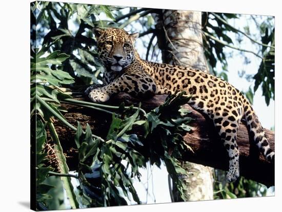 Jaguar Lying on a Tree Limb, Belize-Lynn M^ Stone-Stretched Canvas