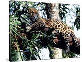 Jaguar Lying on a Tree Limb, Belize-Lynn M^ Stone-Stretched Canvas