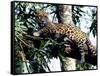 Jaguar Lying on a Tree Limb, Belize-Lynn M^ Stone-Framed Stretched Canvas