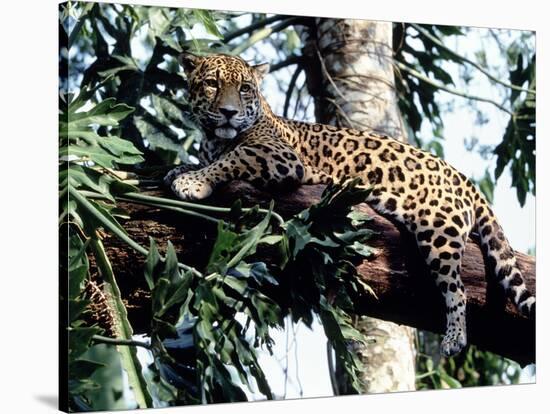 Jaguar Lying on a Tree Limb, Belize-Lynn M^ Stone-Stretched Canvas