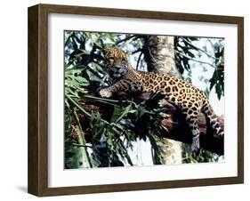 Jaguar Lying on a Tree Limb, Belize-Lynn M^ Stone-Framed Premium Photographic Print