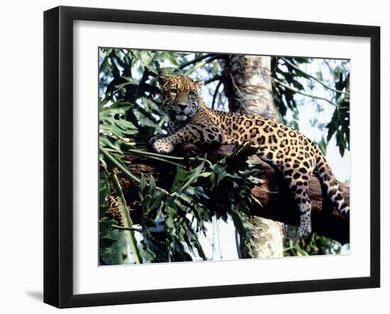 Jaguar Lying on a Tree Limb, Belize-Lynn M^ Stone-Framed Premium Photographic Print