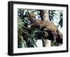 Jaguar Lying on a Tree Limb, Belize-Lynn M^ Stone-Framed Premium Photographic Print