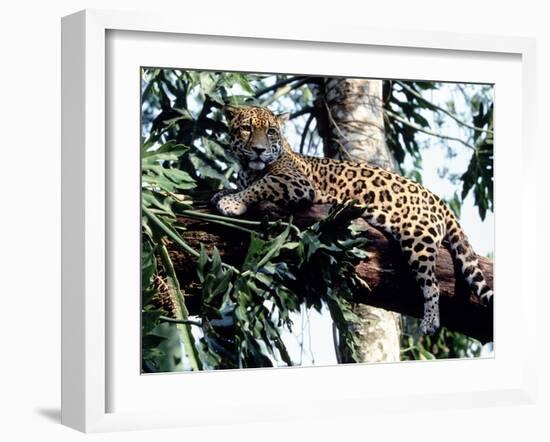 Jaguar Lying on a Tree Limb, Belize-Lynn M^ Stone-Framed Premium Photographic Print