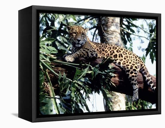 Jaguar Lying on a Tree Limb, Belize-Lynn M^ Stone-Framed Stretched Canvas