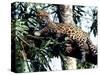 Jaguar Lying on a Tree Limb, Belize-Lynn M^ Stone-Stretched Canvas