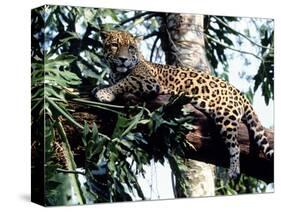 Jaguar Lying on a Tree Limb, Belize-Lynn M^ Stone-Stretched Canvas