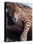 Jaguar Lying on a Tree Limb, Belize-Lynn M^ Stone-Stretched Canvas