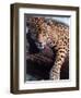 Jaguar Lying on a Tree Limb, Belize-Lynn M^ Stone-Framed Premium Photographic Print