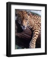 Jaguar Lying on a Tree Limb, Belize-Lynn M^ Stone-Framed Premium Photographic Print