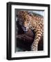 Jaguar Lying on a Tree Limb, Belize-Lynn M^ Stone-Framed Premium Photographic Print