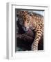 Jaguar Lying on a Tree Limb, Belize-Lynn M^ Stone-Framed Premium Photographic Print