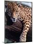 Jaguar Lying on a Tree Limb, Belize-Lynn M^ Stone-Mounted Premium Photographic Print