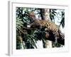 Jaguar Lying on a Tree Limb, Belize-Lynn M^ Stone-Framed Photographic Print