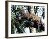 Jaguar Lying on a Tree Limb, Belize-Lynn M^ Stone-Framed Photographic Print