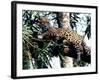 Jaguar Lying on a Tree Limb, Belize-Lynn M^ Stone-Framed Photographic Print