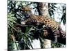 Jaguar Lying on a Tree Limb, Belize-Lynn M^ Stone-Mounted Photographic Print