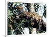 Jaguar Lying on a Tree Limb, Belize-Lynn M^ Stone-Framed Photographic Print