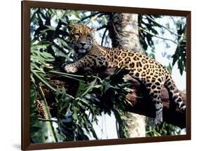 Jaguar Lying on a Tree Limb, Belize-Lynn M^ Stone-Framed Photographic Print