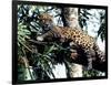 Jaguar Lying on a Tree Limb, Belize-Lynn M^ Stone-Framed Photographic Print