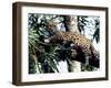 Jaguar Lying on a Tree Limb, Belize-Lynn M^ Stone-Framed Photographic Print