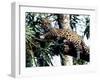 Jaguar Lying on a Tree Limb, Belize-Lynn M^ Stone-Framed Photographic Print