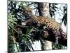 Jaguar Lying on a Tree Limb, Belize-Lynn M^ Stone-Mounted Photographic Print