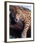 Jaguar Lying on a Tree Limb, Belize-Lynn M^ Stone-Framed Photographic Print