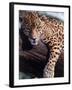 Jaguar Lying on a Tree Limb, Belize-Lynn M^ Stone-Framed Photographic Print