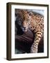 Jaguar Lying on a Tree Limb, Belize-Lynn M^ Stone-Framed Photographic Print