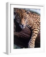 Jaguar Lying on a Tree Limb, Belize-Lynn M^ Stone-Framed Photographic Print