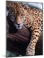 Jaguar Lying on a Tree Limb, Belize-Lynn M^ Stone-Mounted Photographic Print