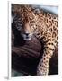 Jaguar Lying on a Tree Limb, Belize-Lynn M^ Stone-Framed Photographic Print