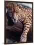 Jaguar Lying on a Tree Limb, Belize-Lynn M^ Stone-Framed Photographic Print